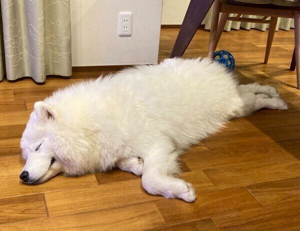 気持ちよさそうに眠るラキシスちゃん