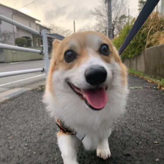 犬の雨の日グッズは必要？レインコートを嫌がる場合は？「雨の日散歩」の考え方  いぬのきもち