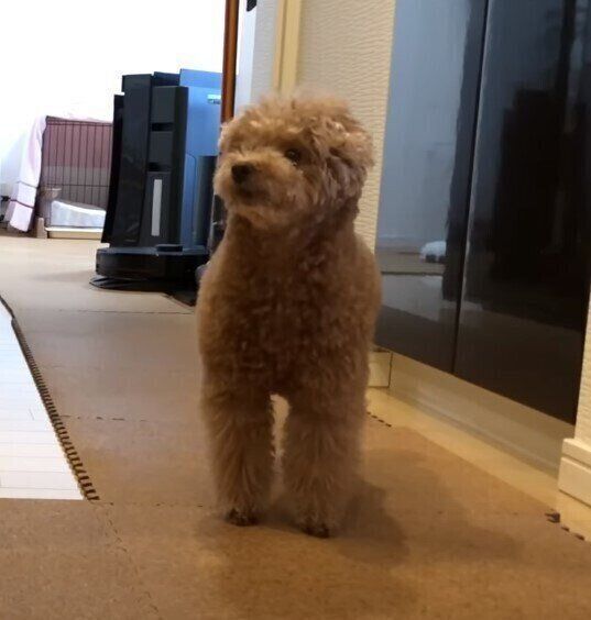 飼い主さんの帰宅を待つトイ・プードル