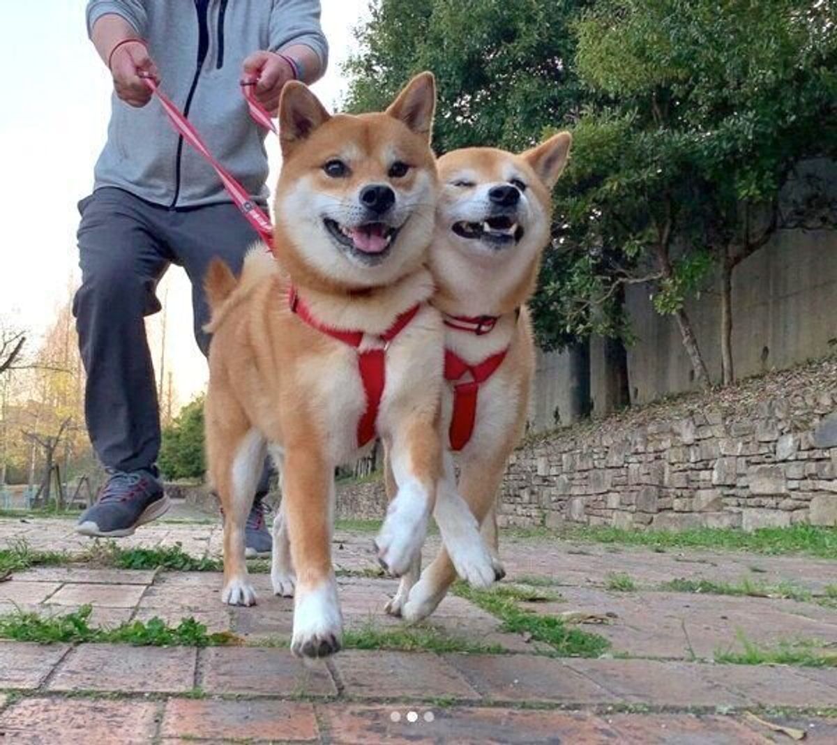 家族になった初日に先住犬の腕枕でぐっすり 柴犬子犬の 成長ビフォーアフター にグッとくる いぬのきもちweb Magazine 家族になった初日に先住犬の腕枕でぐっすり 柴犬子犬の 成長ビフォーアフター にグッとくる いぬのきもちweb Magazine