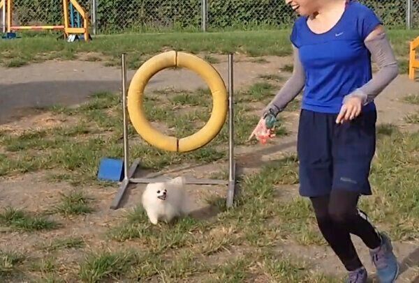 アジリティの訓練をするこまちちゃん