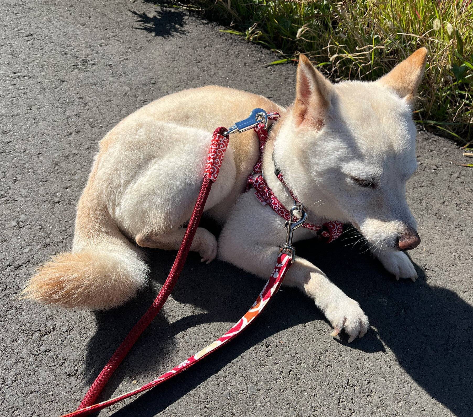 お迎えしたばかりのころのとろろちゃん