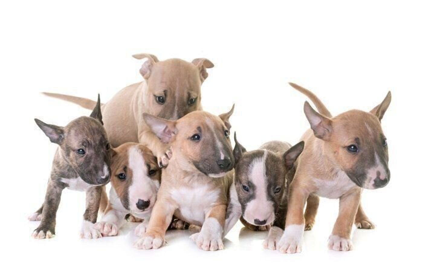 ミニチュア ブル テリアの特徴 性格 最新価格と飼い方 いぬのきもち 犬図鑑 いぬのきもちweb Magazine ミニチュア ブル テリアの特徴 性格 最新価格と飼い方 いぬのきもち 犬図鑑 いぬのきもちweb Magazine