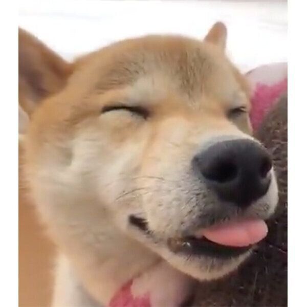 口を開けて眠るレッカくん