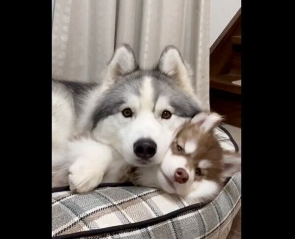 まったりするアポロくん、コスモくん