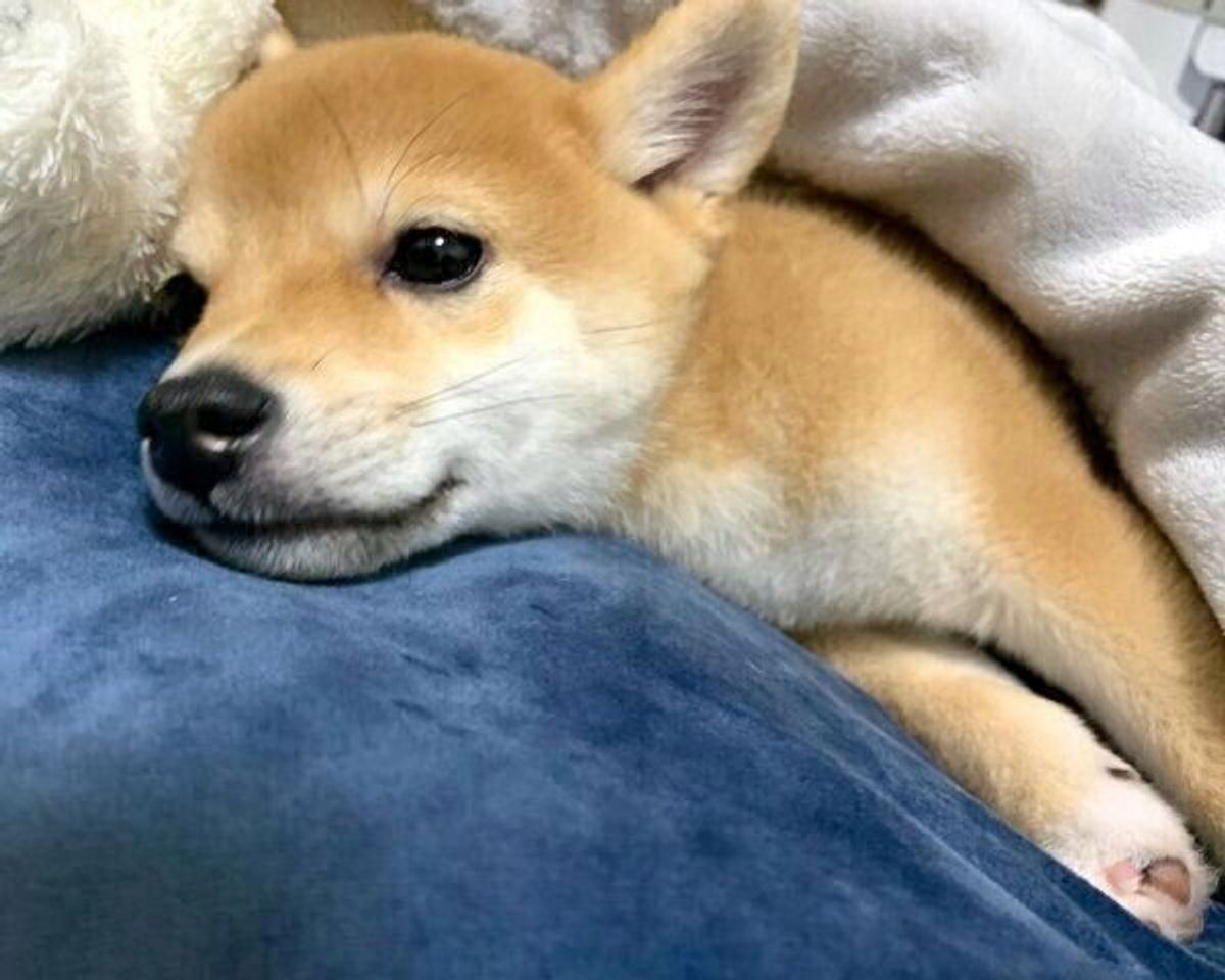 飼い主が笑うたびに スーパーマン になる豆柴子犬 1才になった現在の姿は 愛らしい魅力に迫る いぬのきもちweb Magazine 飼い主が笑うたびに スーパーマン になる豆柴子犬 1才になった現在の姿は 愛らしい魅力に迫る いぬのきもちweb Magazine