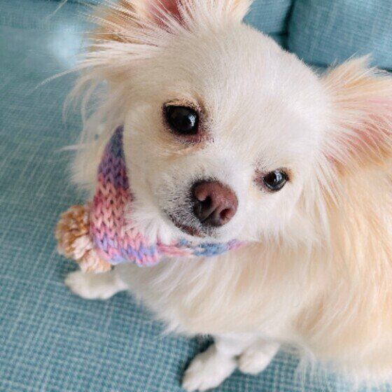 チワワのももちゃん