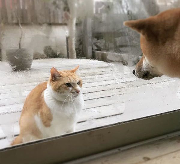 柴犬と猫