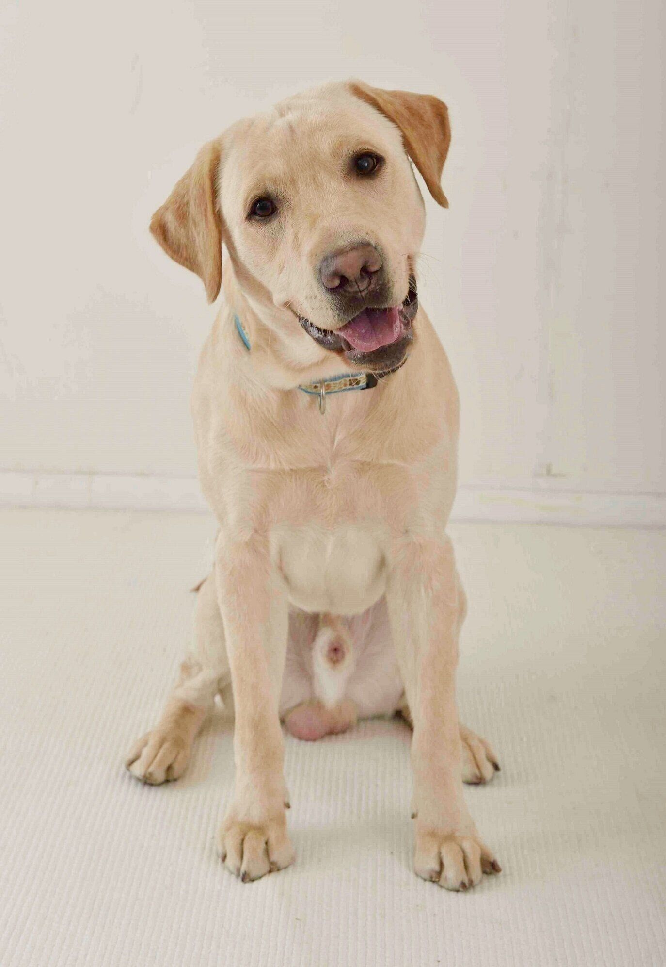 散歩で人より前を歩くのは犬自身がリーダーだと思ってるから 気になる犬の習性５選 いぬのきもちweb Magazine