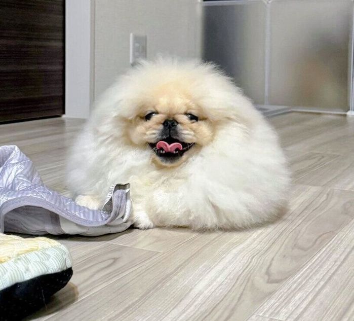 “もっふり”な見た目が愛らしいこまちよちゃん
