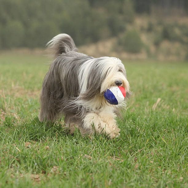 ビアテッド・コリー