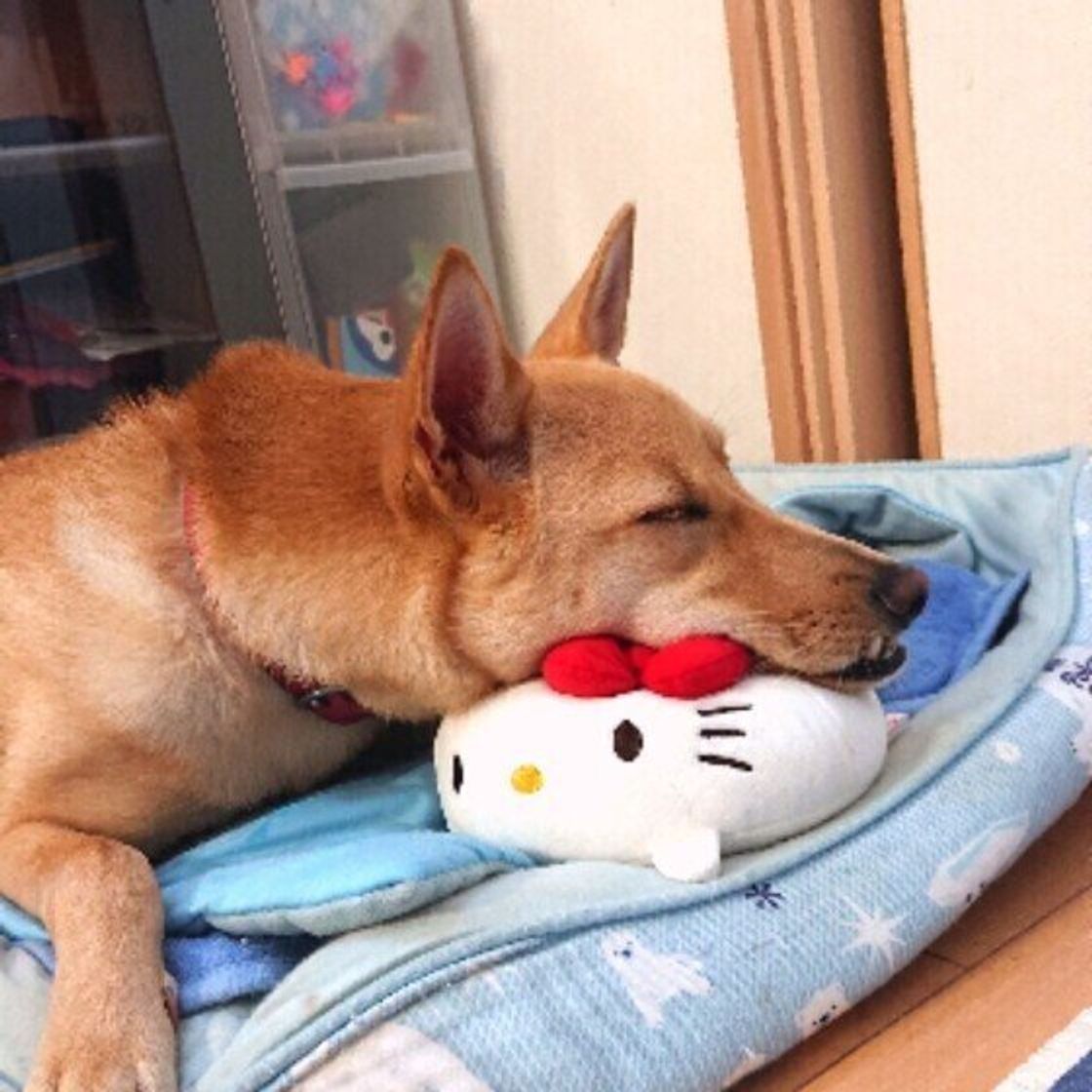 遊びが好きな犬 遊びに興味を示さない犬 に見られる傾向は 獣医師が解説 いぬのきもちweb Magazine 遊びが好きな犬 遊びに興味を示さない犬 に見られる傾向は 獣医師が解説 いぬのきもちweb Magazine