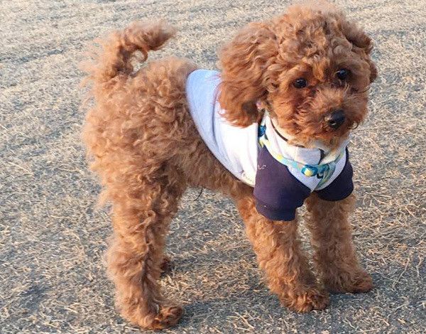 見つめるトイ・プードル