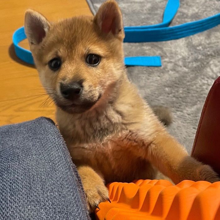台所への簡易バリケードを突破しようとするカイくん