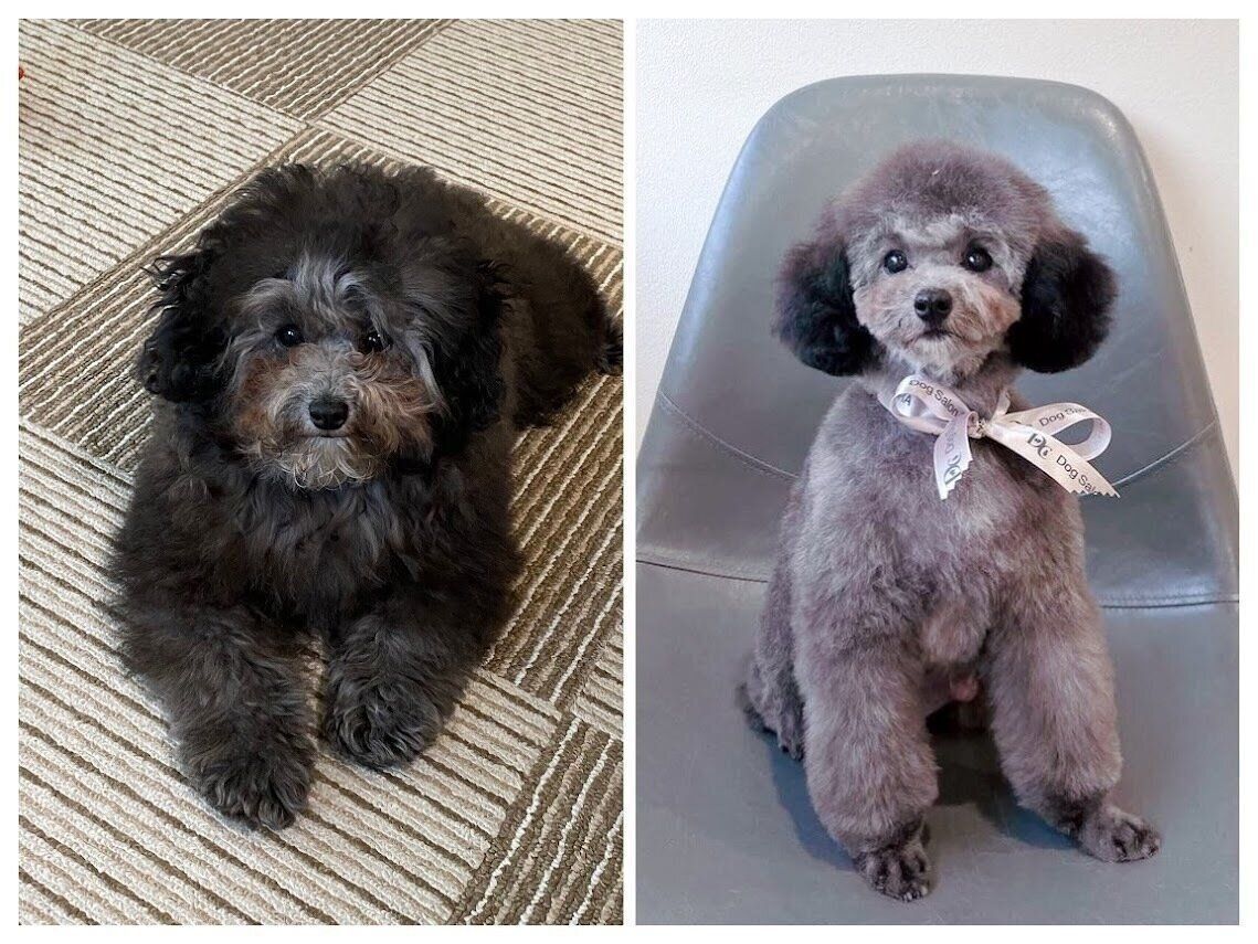 初めてのトリミングのビフォーアフター