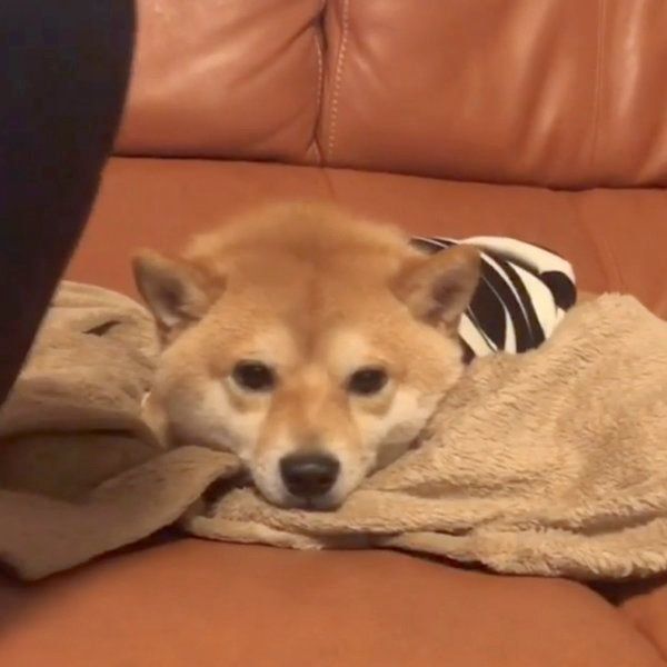 豆柴の豆千代くん