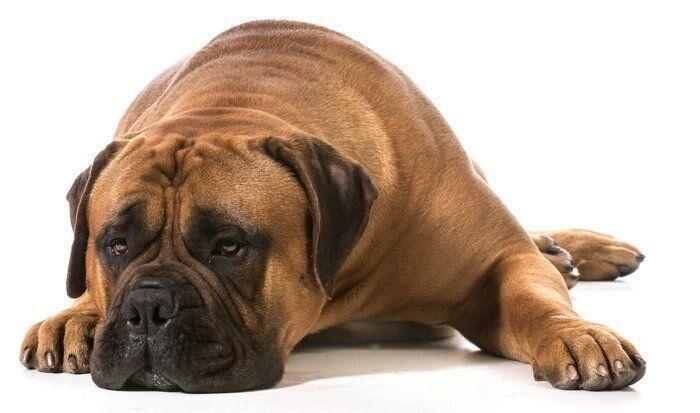 ブルマスティフ