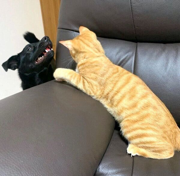 遊ぶはなちゃんと虎吉くん