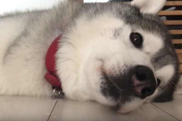 シベリアン・ハスキー