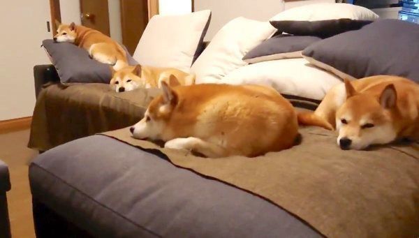 ソファで眠る柴犬一家