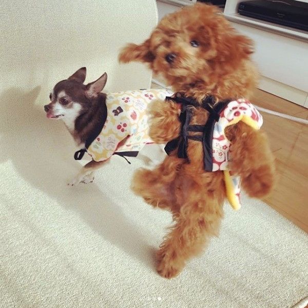 チワワとトイプードル