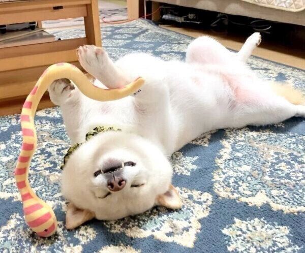 おもちゃを持ったまま眠るごん太くん