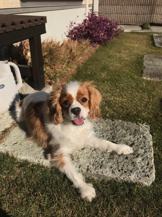 キャバリア・キング・チャールズ・スパニエル