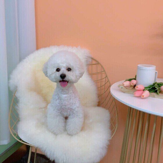 カフェでのわたあめちゃん