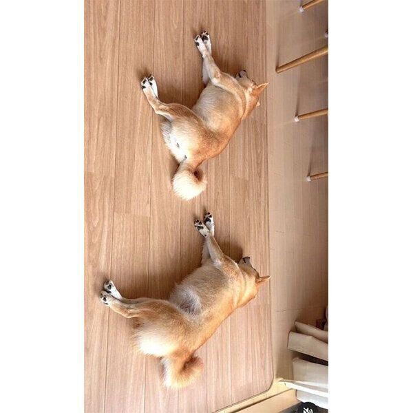 気持ちよさそうに眠るあくびちゃんとむくりちゃん