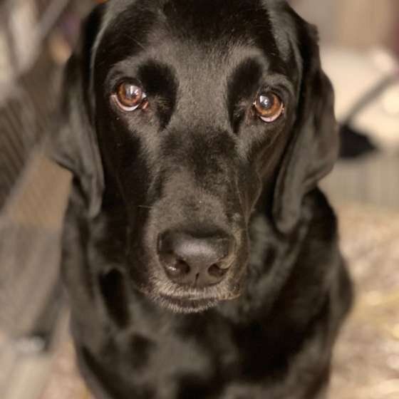 見つめるラブラドール・レトリーバー