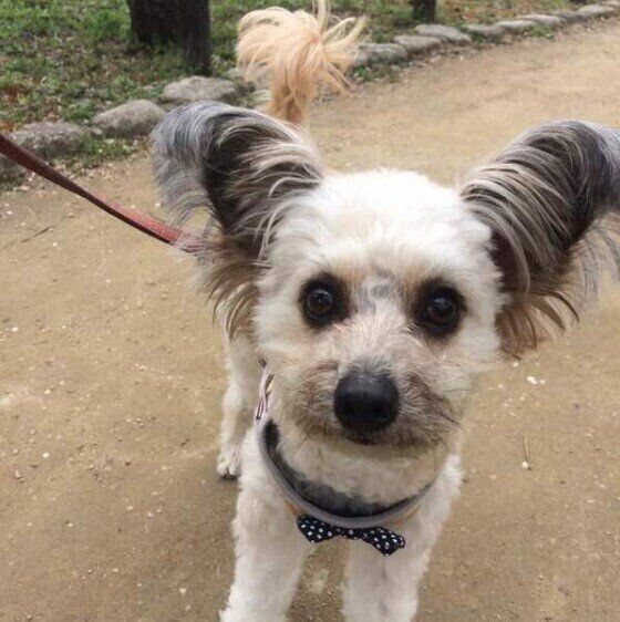 しっぽを振る小型Mix犬