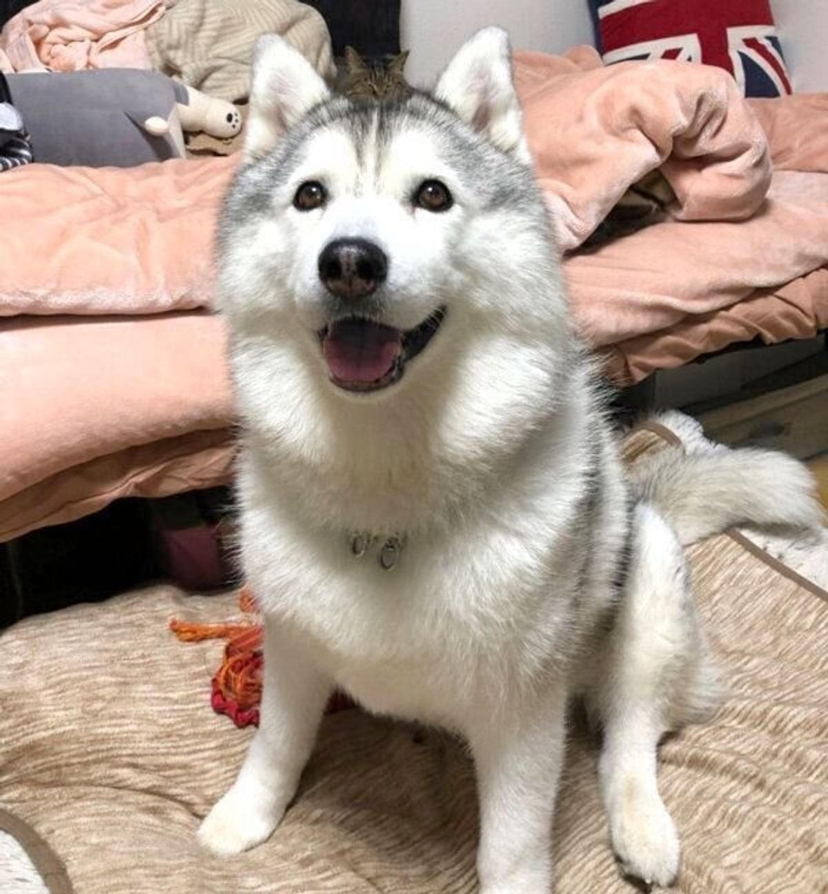 気持ちが顔に出すぎちゃう シルビアちゃんは我が子のようで癒しの存在 特別企画 スマイルドッグ ありがとうを叫ぼう いぬのきもちweb Magazine 気持ちが顔に出すぎちゃう シルビアちゃんは我が子のようで癒しの存在 特別企画 スマイルドッグ ありがとうを叫ぼう いぬのきもちweb Magazine
