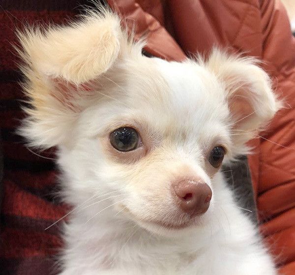 見つめるチワワ