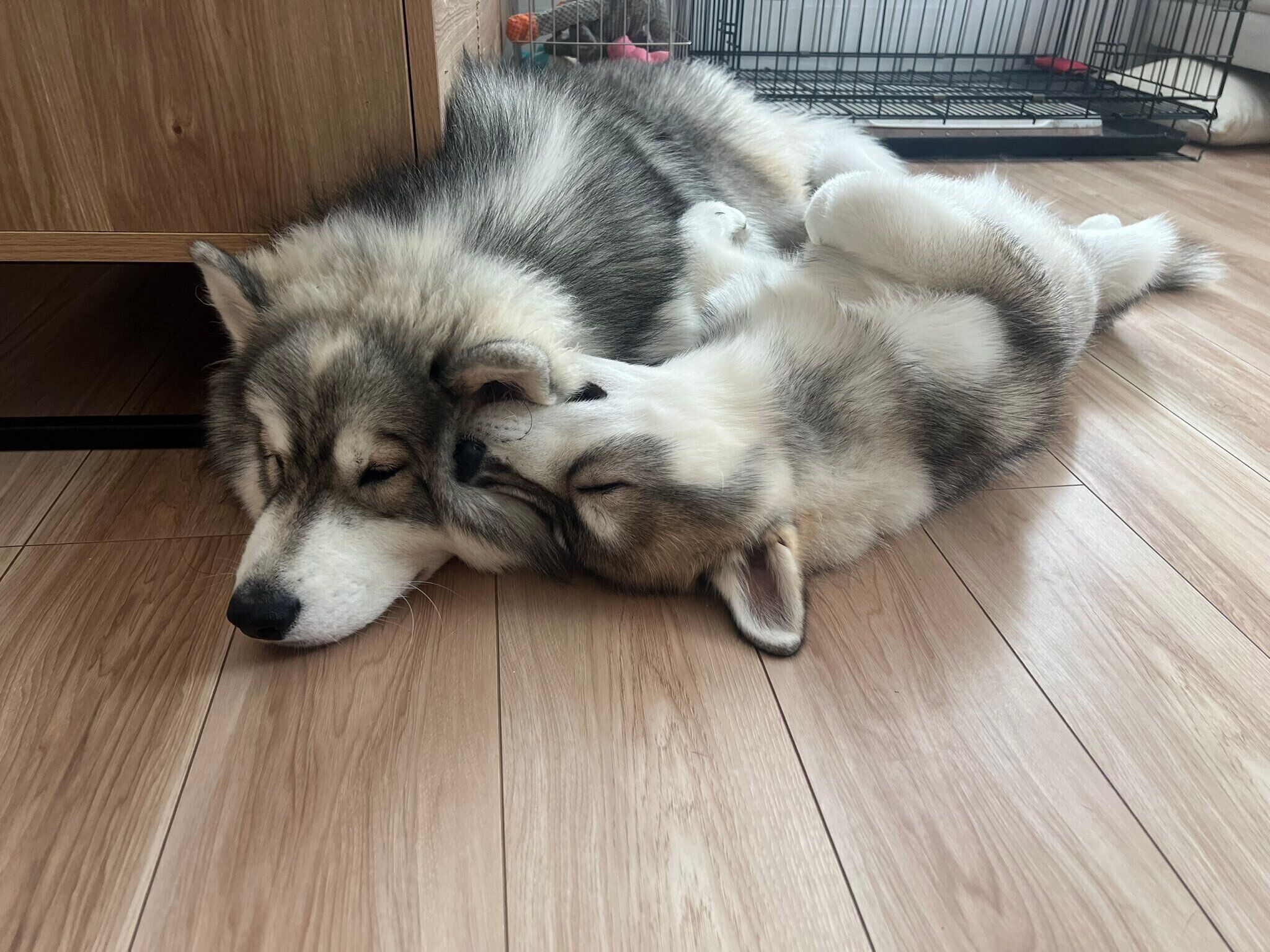 しらすくんの耳をハムハムしながら眠るほたてくん