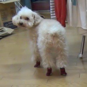 靴下を履くプリンちゃん