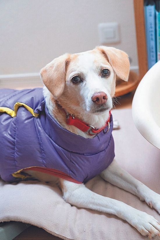 PR犬として活躍しているらんちゃん（13才）は、施設で暮らし、訓練犬の教育係も務めているそう