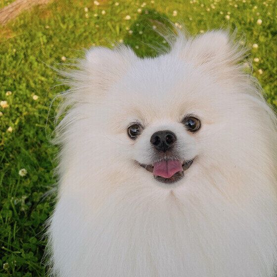 犬にマダニが寄生しやすい時期が到来！ マダニの基礎知識を獣医師が解説 いぬのきもち