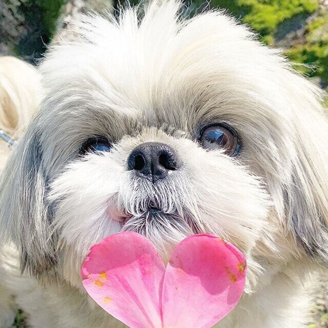 名前の由来 連載 シーズー犬のてんぽ 第回 いぬのきもちweb Magazine 名前の由来 連載 シーズー犬のてんぽ 第回 いぬのきもちweb Magazine