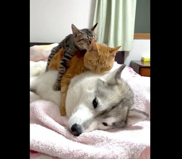 ユキちゃんの上に乗るレンくんとサンくん