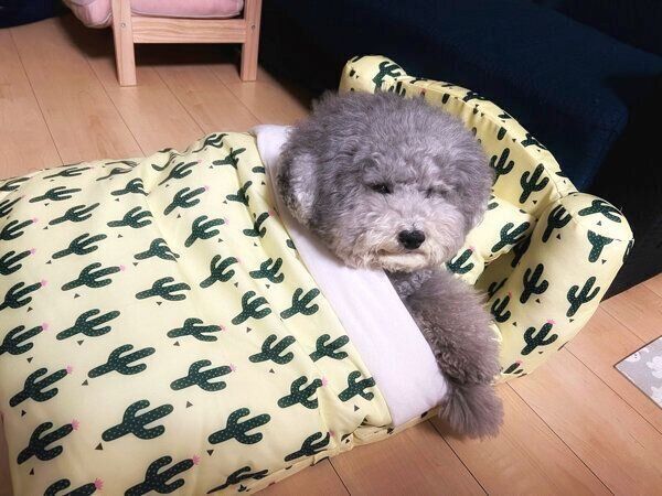 ベッドを使いこなす、れあるくん