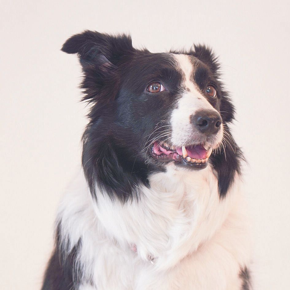 犬には人では退化した耳介筋がある！