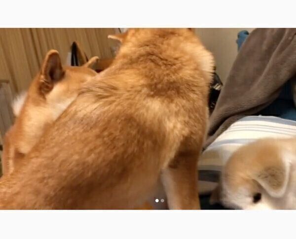 ててくん、ももちゃん、らいちゃん