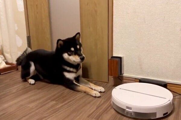 お掃除ロボットを見つめるすみくん