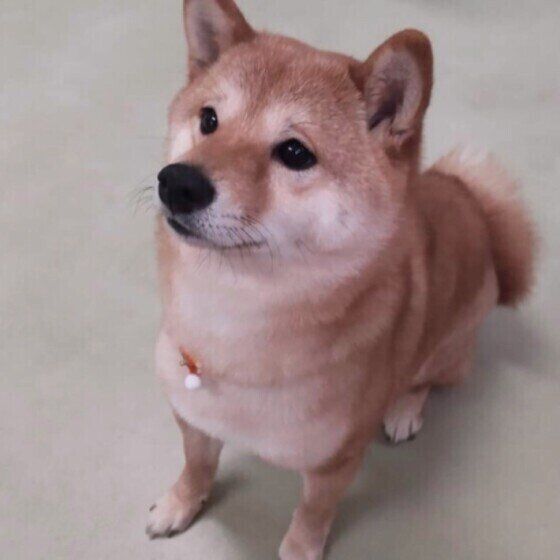 花粉？食べ物？犬のアレルギー検査でわかることは？ いぬのきもち