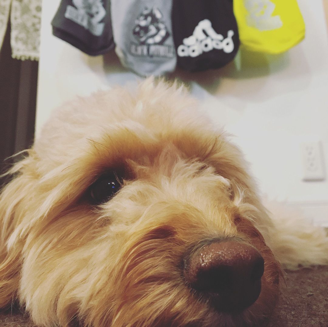 カメラ目線のミックス犬