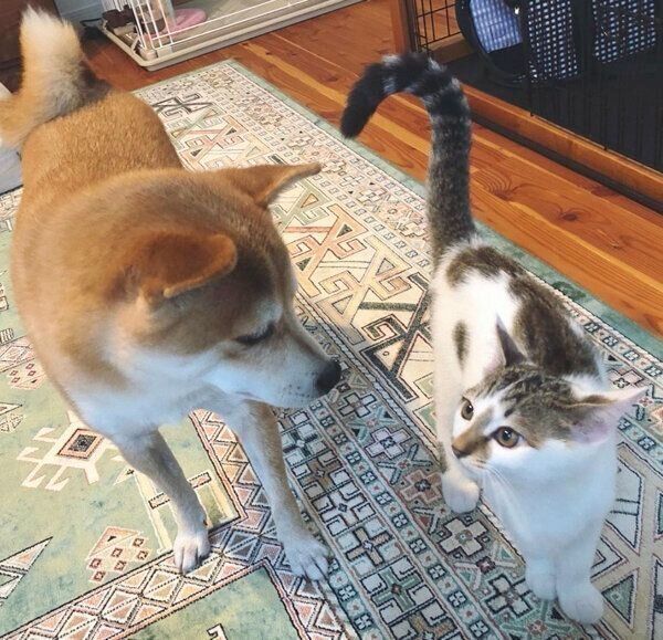 見つめ合うリンタローくんとちくわくん