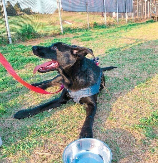 ドッグランで遊ぶはなちゃん