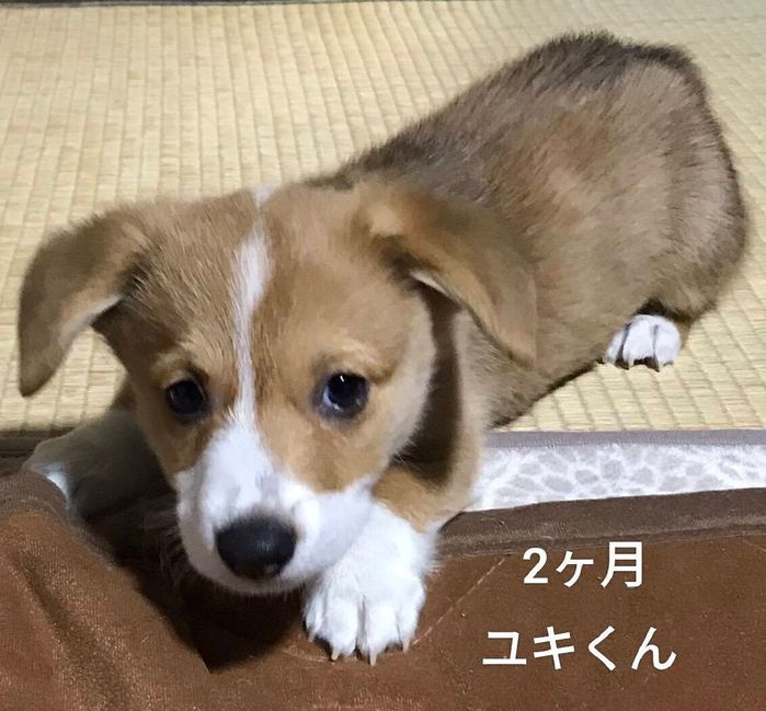 コーギー 生後2カ月