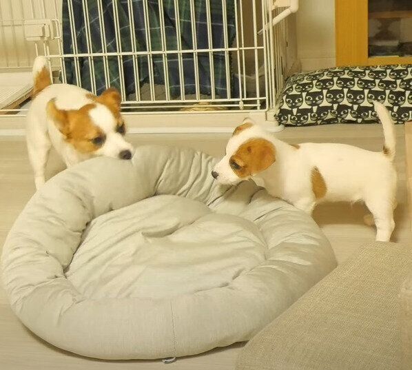 クッションを取り合う兄弟犬