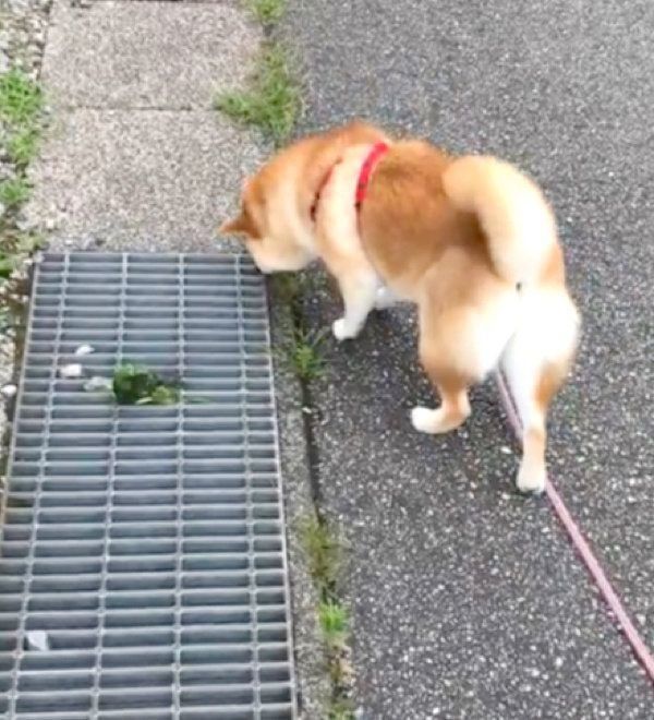 雑草に驚く柴犬